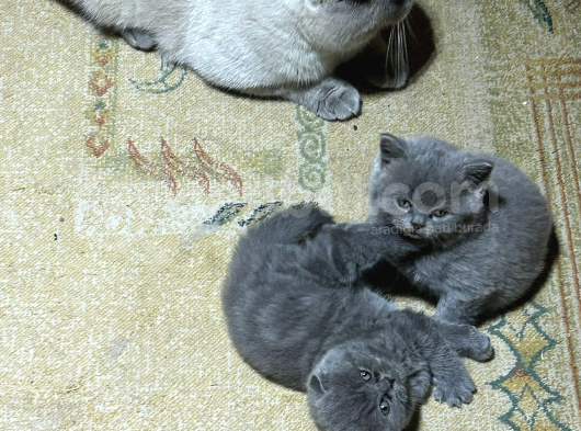 Scottish Fold Istanbul görsel