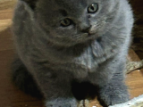 Scottish fold istanbul