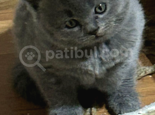 Scottish Fold Istanbul