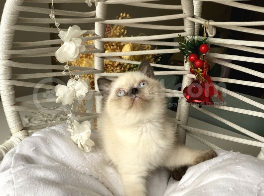 Ev Ortamında Sağlıklı Oyuncu görsel