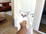 Mavi̇ Göz Bri̇ti̇sh Shorthai̇r Lnyx Poi̇nt Yavrularim