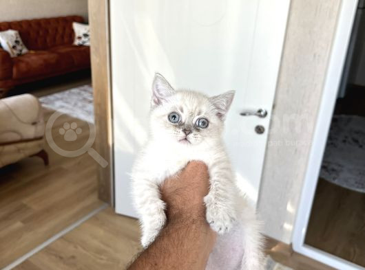 Mavi̇ Göz Bri̇ti̇sh Shorthai̇r Lnyx Poi̇nt Yavrularim görsel
