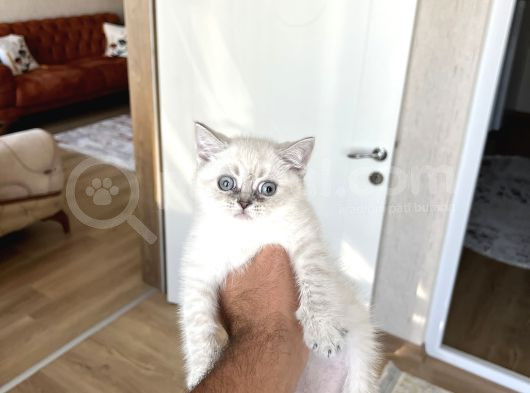 Mavi̇ Göz Bri̇ti̇sh Shorthai̇r Lnyx Poi̇nt Yavrularim görsel