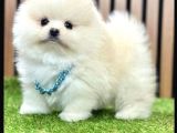 Pomeranian boo yavrular 