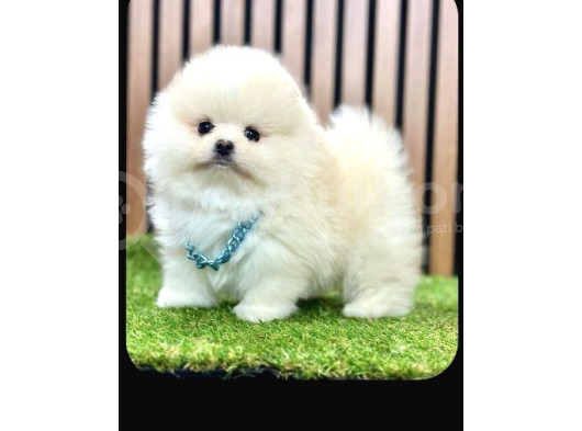 Pomeranian Boo Yavrular 