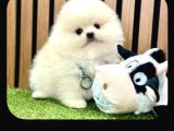Pomeranian Boo Yavrular 