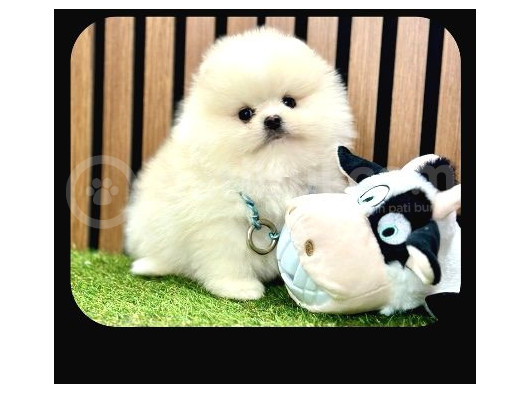 Pomeranian Boo Yavrular  görsel