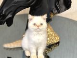 Orji̇nal Mükkemmel Kali̇tede Egzoti̇k Shorthai̇r Yavrularim