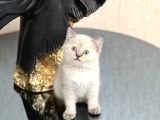 Sevi̇mli̇ Ve Sosyal Bri̇ti̇sh Shorthai̇r Si̇lver Ğoğnt Yavrularim