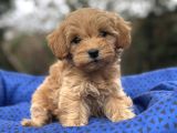 SEVİMLİ ORJİNAL MALTİPOO BEBEKLER