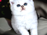 Lisanslı Üretim Evinden British Shorthair Silver