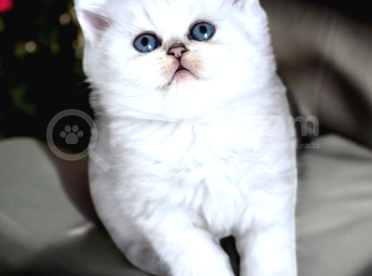 Lisanslı Üretim Evinden British Shorthair Silver görsel