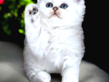 Lisanslı üretim evinden British Shorthair Silver