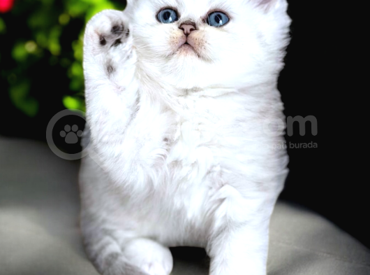 Lisanslı Üretim Evinden British Shorthair Silver
