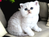 Lisanslı Üretim Evinden British Shorthair Silver