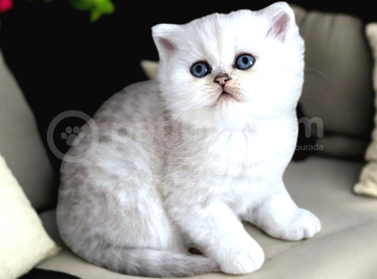 Lisanslı Üretim Evinden British Shorthair Silver görsel