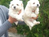 Pamuk Maltese Yavrular Her Yere Gönderi̇li̇r