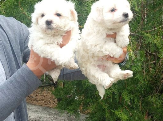 Pamuk Maltese Yavrular Her Yere Gönderi̇li̇r görsel