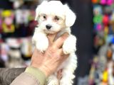 pAMUK MALTESE YAVRULAR HER YERE GÖNDERİLİR