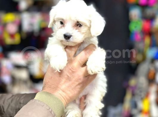 Pamuk Maltese Yavrular Her Yere Gönderi̇li̇r