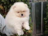 Ayı surat pomeranian boo yavrular her yere gönderilir