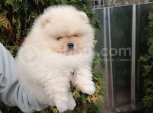 Ayı Surat Pomeranian Boo Yavrular Her Yere Gönderilir