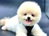 Kaliteli pomeranian boo yavru arayanlara