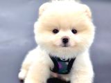 Ayıcık Surat Pomeranian Yavrular 