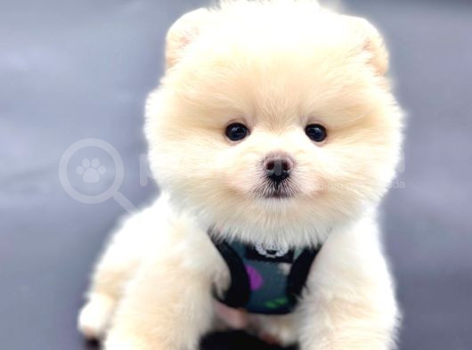 Ayıcık Surat Pomeranian Yavrular  görsel