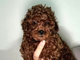 Red Brown Toy Poodle Yavru