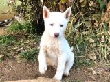 Kar Beyaz Parti Gözlü Husky Bebekler