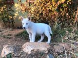 Kar beyaz parti gözlü husky bebekler