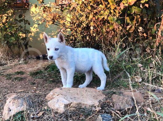 Kar Beyaz Parti Gözlü Husky Bebekler