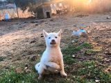 Kar Beyaz Parti Gözlü Husky Bebekler