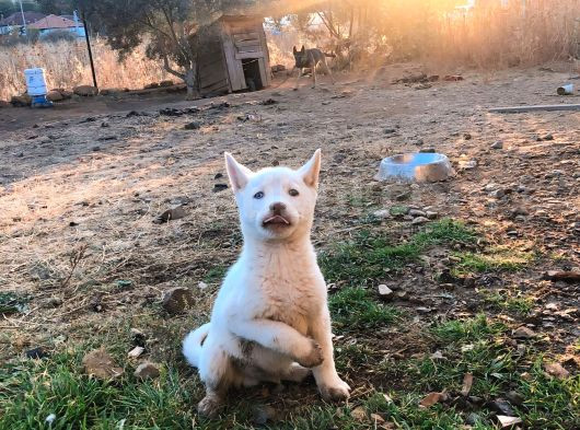 Kar Beyaz Parti Gözlü Husky Bebekler görsel