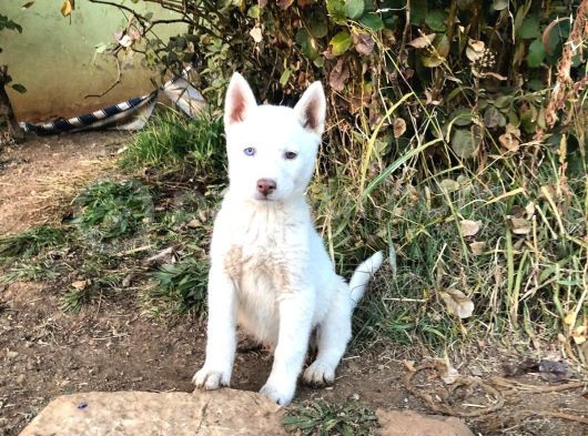 Kar Beyaz Parti Gözlü Husky Bebekler görsel