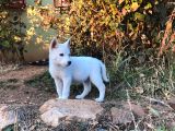 Kar Beyaz Parti Gözlü Husky Bebekler
