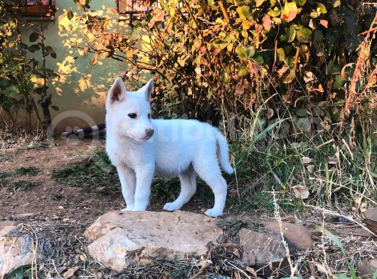 Kar Beyaz Parti Gözlü Husky Bebekler görsel