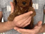 Mini Teacup Redbrown Toypoddle Bebeklerim