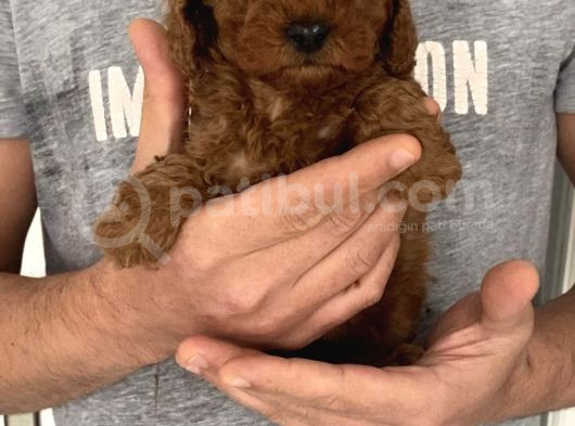 Mini Teacup Redbrown Toypoddle Bebeklerim görsel