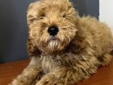 Ev Ortmında Sağlık Garantili Toy Poodle Kardeşler