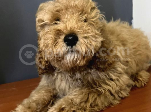 Ev Ortmında Sağlık Garantili Toy Poodle Kardeşler görsel