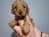 Çift Aşılı Testleri Yapılmış Poodle Yavrular