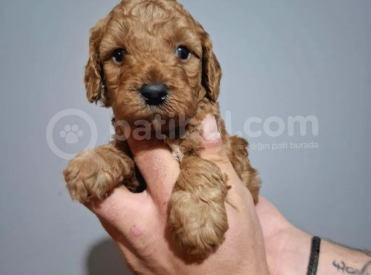 Çift Aşılı Testleri Yapılmış Poodle Yavrular görsel