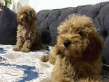 Ev Ortmında Sağlık Garantili Toy Poodle Kardeşler