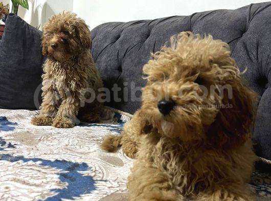 Ev Ortmında Sağlık Garantili Toy Poodle Kardeşler görsel