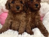Mini Teacup Redbrown Toypoddle Bebeklerim