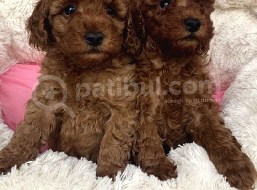 Mini Teacup Redbrown Toypoddle Bebeklerim görsel