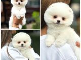 Ayı Surat Teddy Bear Sözleşme Garantili Safkan Pomeranian