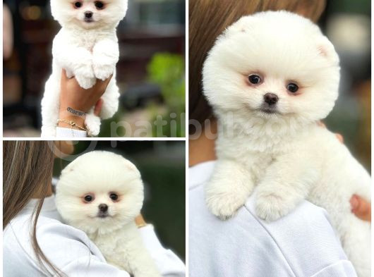 Ayı Surat Teddy Bear Sözleşme Garantili Safkan Pomeranian görsel